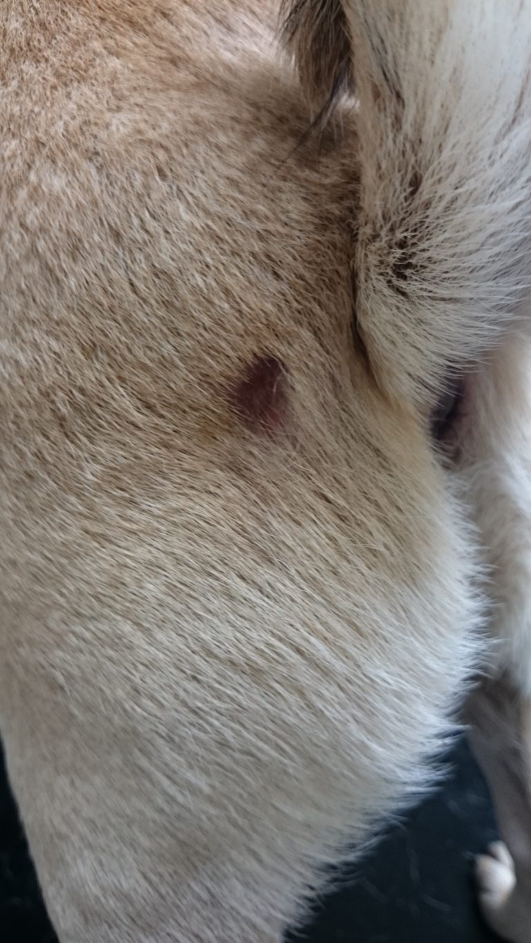 Why skin scrapes are always a good idea Vet Practice Support