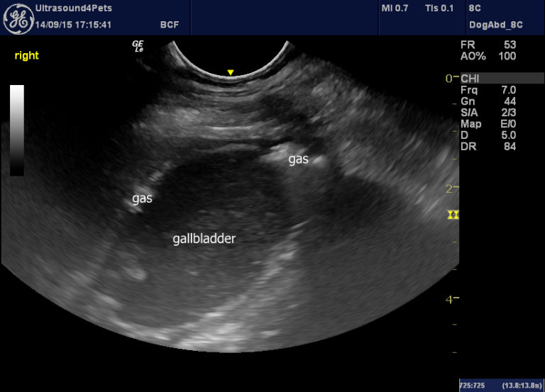 Gallbladder mucocoele complications Vet Practice Support