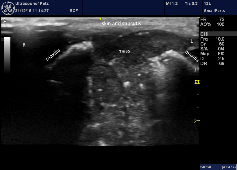 nose-transverse