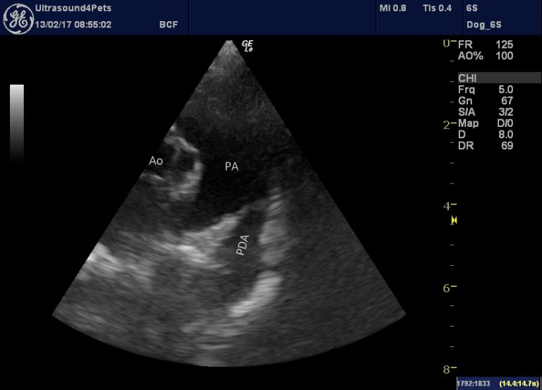 PDA with pulmonary hypertension in an adult dog difficult decision