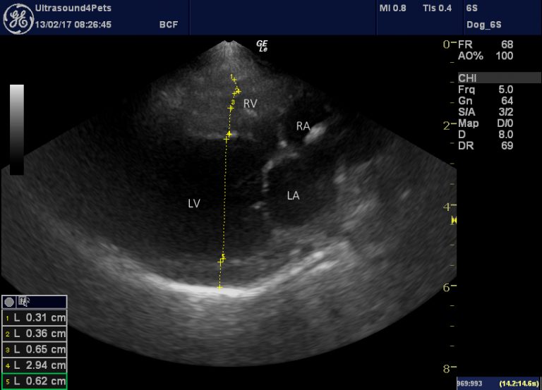PDA with pulmonary hypertension in an adult dog difficult decision