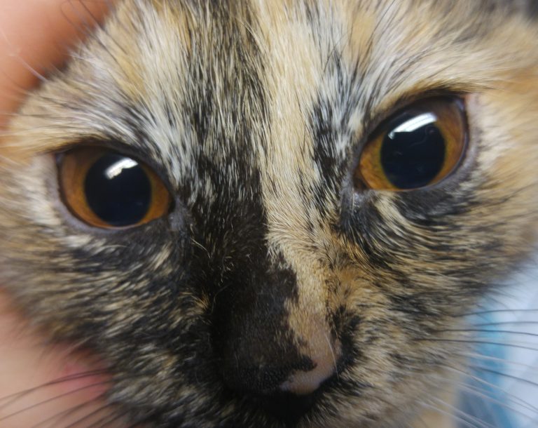 Copper irides (irises) in cats with shunts Vet Practice Support