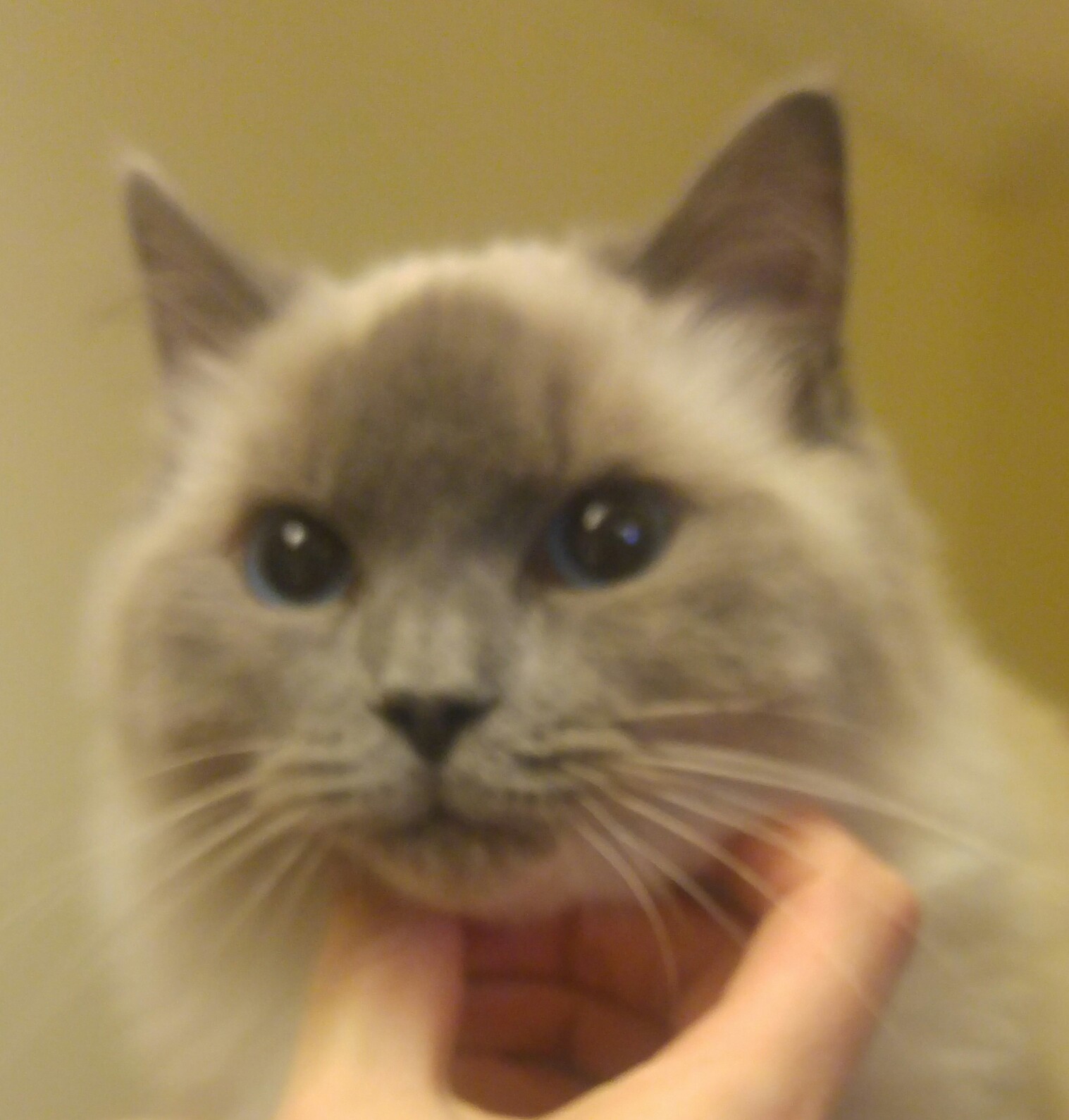 Copper irides (irises) in cats with shunts Vet Practice Support