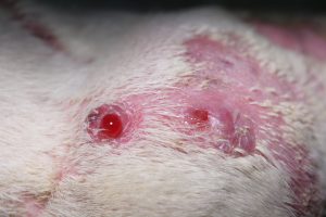 Causes of pyoderma in dogs hotsell