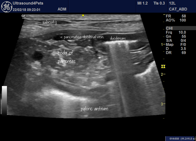 Thoughts on canine pancreatic ultrasound and changes associated with