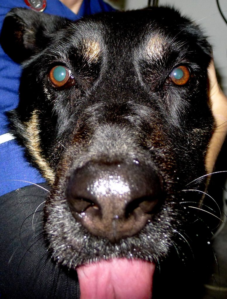 Canine infective endocarditis observations on presentation, incidence