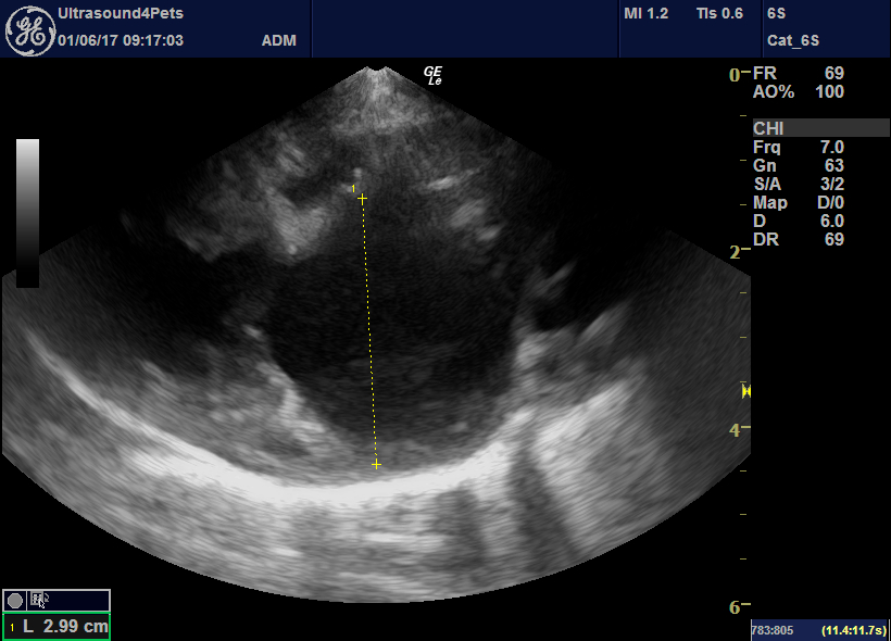Lung ultrasound ‘flooding’ in fulminant pulmonary oedema in cats and a