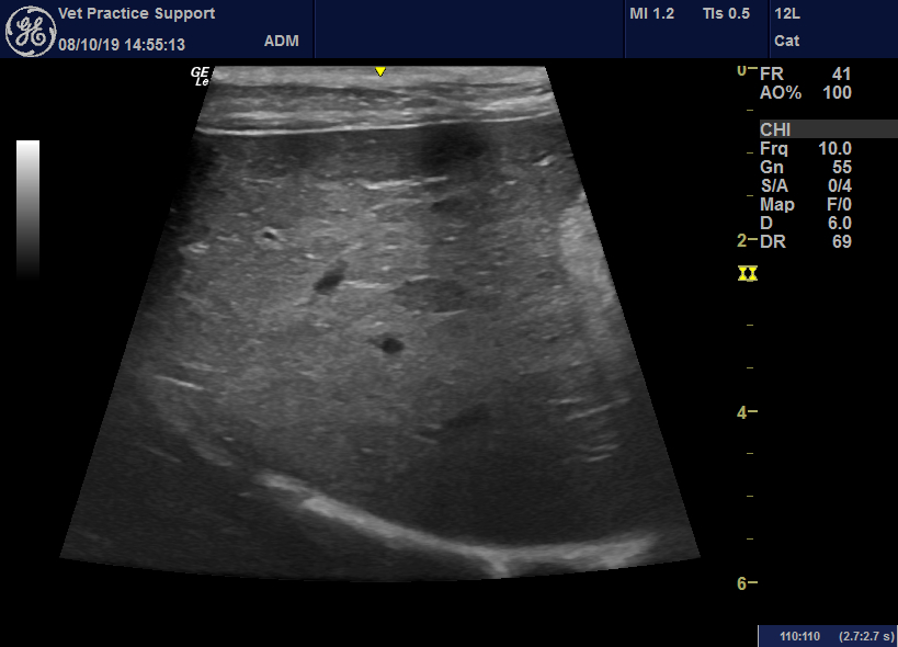 Sonographic Features Of Leptospirosis In Dogs In The Uk Vet Practice
