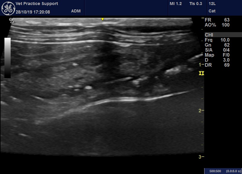 An acute enterocolitis in cats with striking sonographic features is