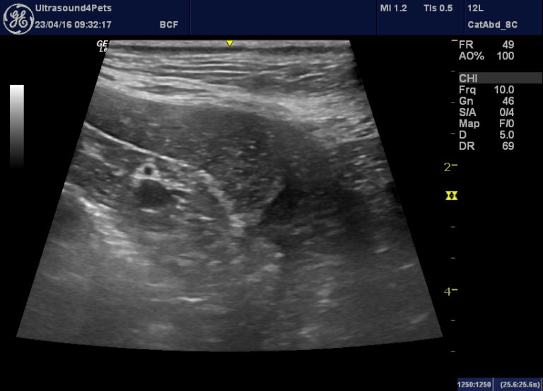 Microsplenia with splenic vein thrombosis in a dog with systemic lupus