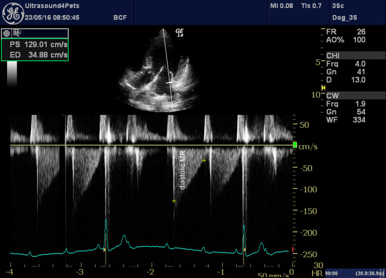 Diastolic mitral regurgitation in canine heart block Vet Practice Support