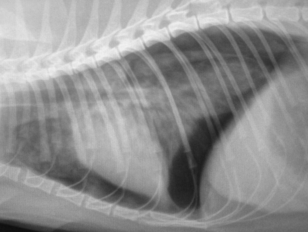 Spontaneous pneumothorax in a cat Vet Practice Support