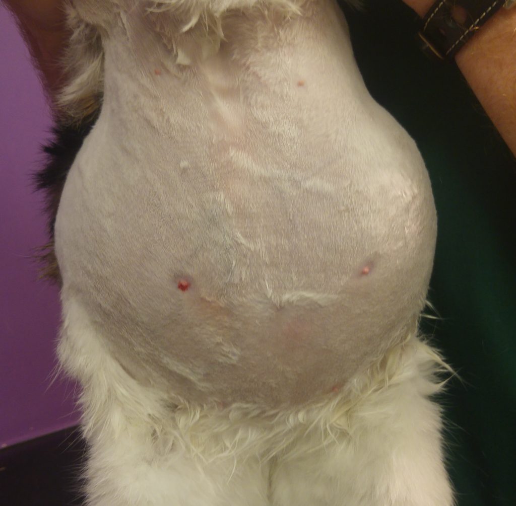 Pulmonary arterial hypertension in a cat with left and rightsided heart disease but no