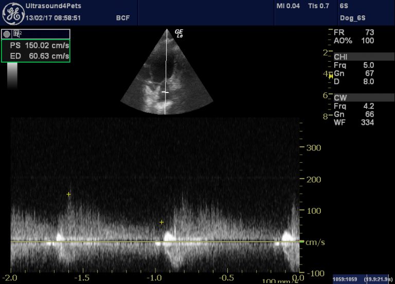PDA with pulmonary hypertension in an adult dog difficult decision
