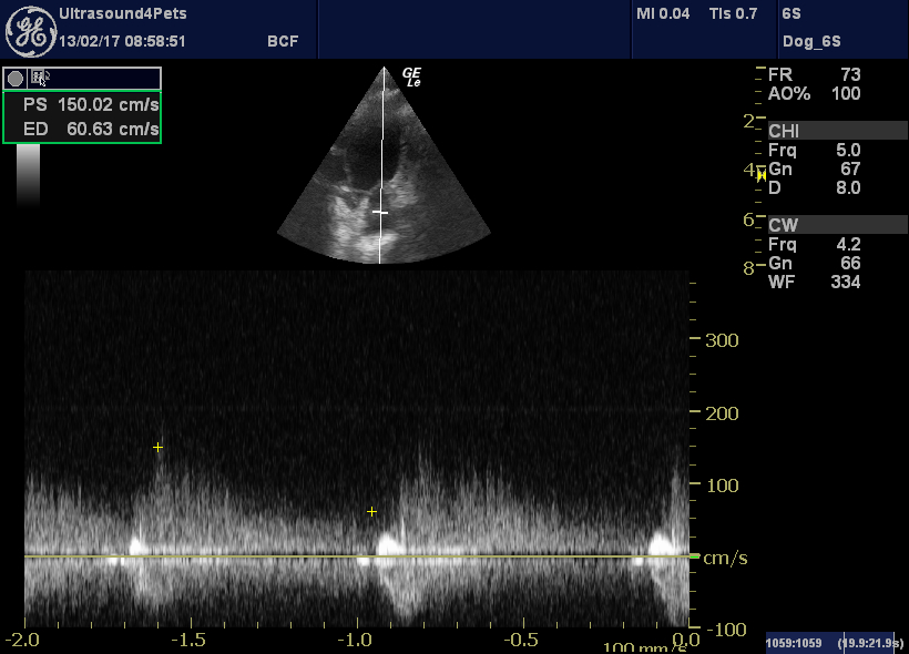PDA with pulmonary hypertension in an adult dog difficult decision