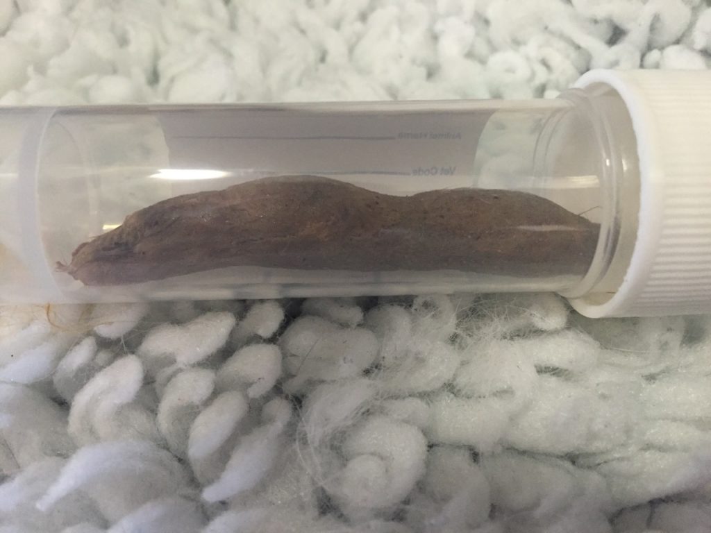 Hair balls a sonographic challenge Vet Practice Support