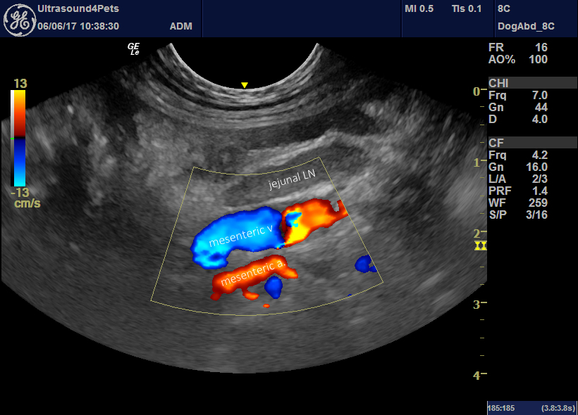 Colonic torsion in a dog ultrasonographic findings Vet Practice Support