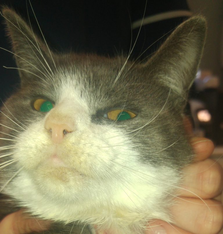 Copper irides (irises) in cats with shunts Vet Practice Support