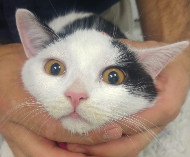 Copper irides (irises) in cats with shunts Vet Practice Support