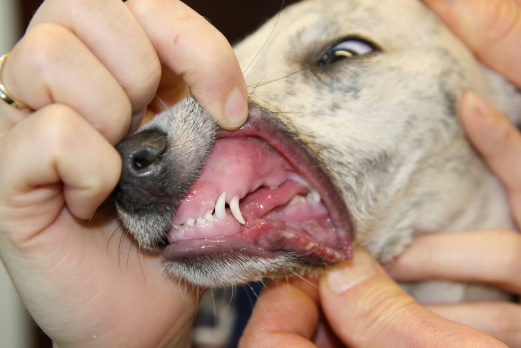 Buttercup poisoning in a dog Vet Practice Support