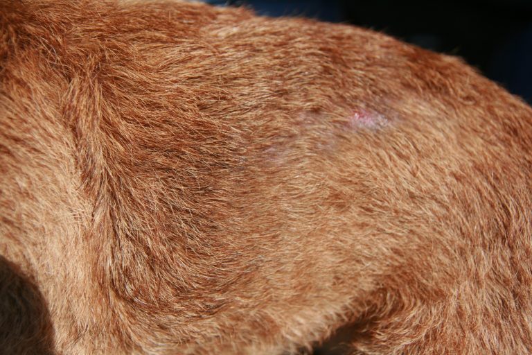 Demodex injae dermatitis in dogs – Vet Practice Support