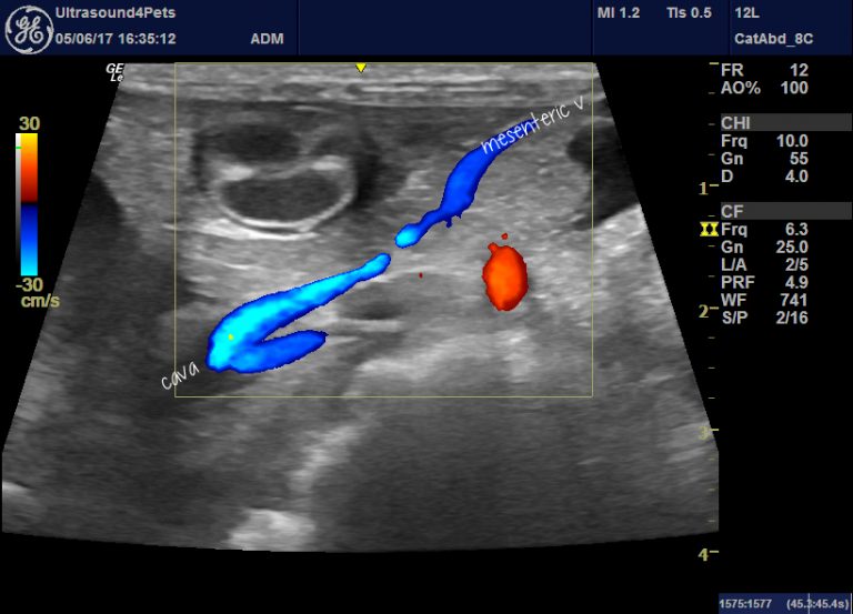 Congenital interruption of the portal vein in dogs extrahepatic