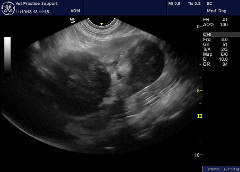 Persistent cutaneous flushing associated with presumed renal neoplasia in a dog Vet Practice