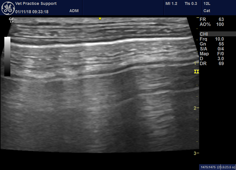 Lung ultrasound ‘flooding’ in fulminant pulmonary oedema in cats and a
