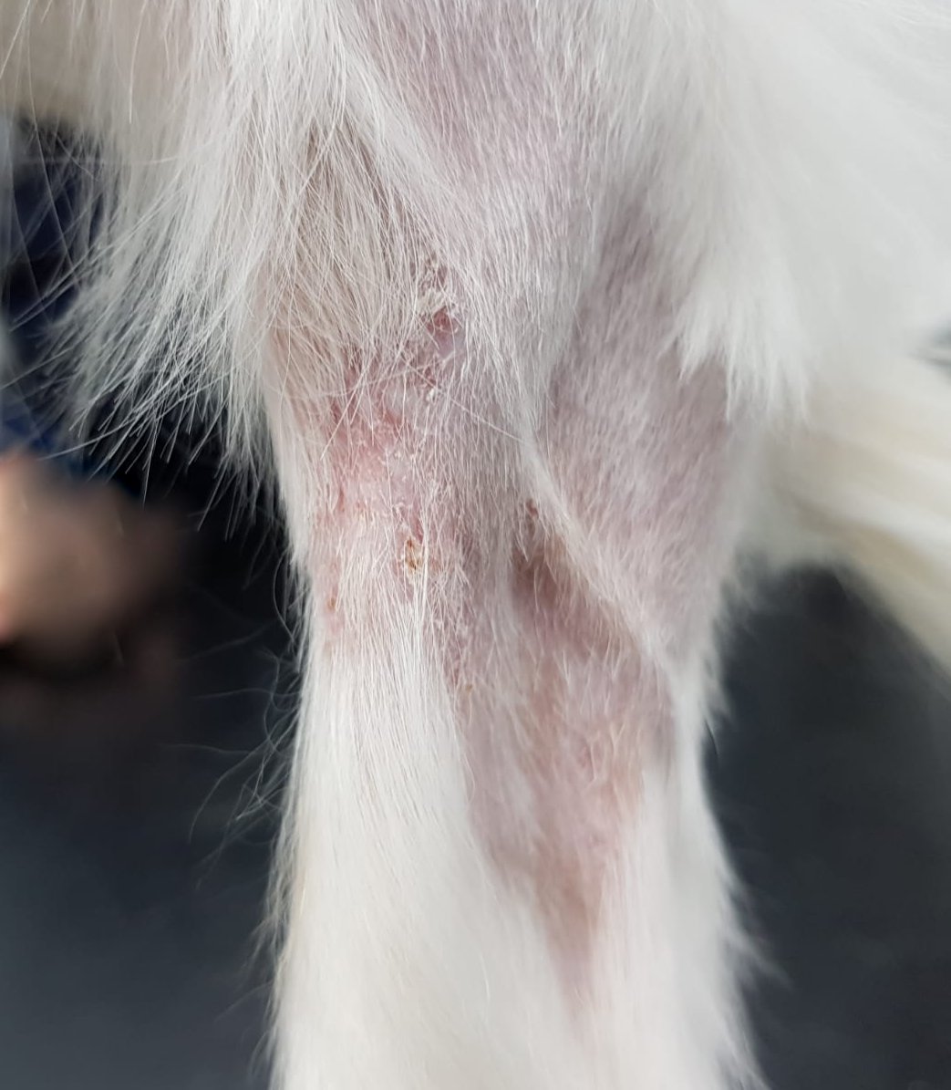 Apparent Sweet’s Syndrome in a dog a steroidresponsive, sterile