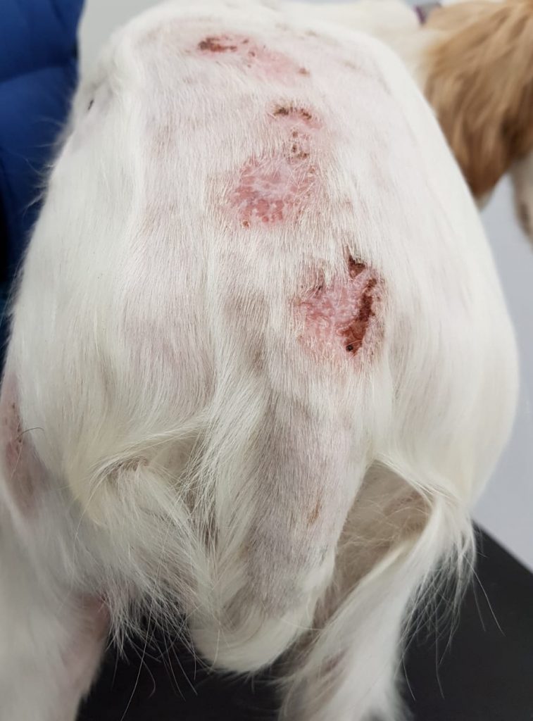 Apparent Sweet’s Syndrome in a dog a steroidresponsive, sterile