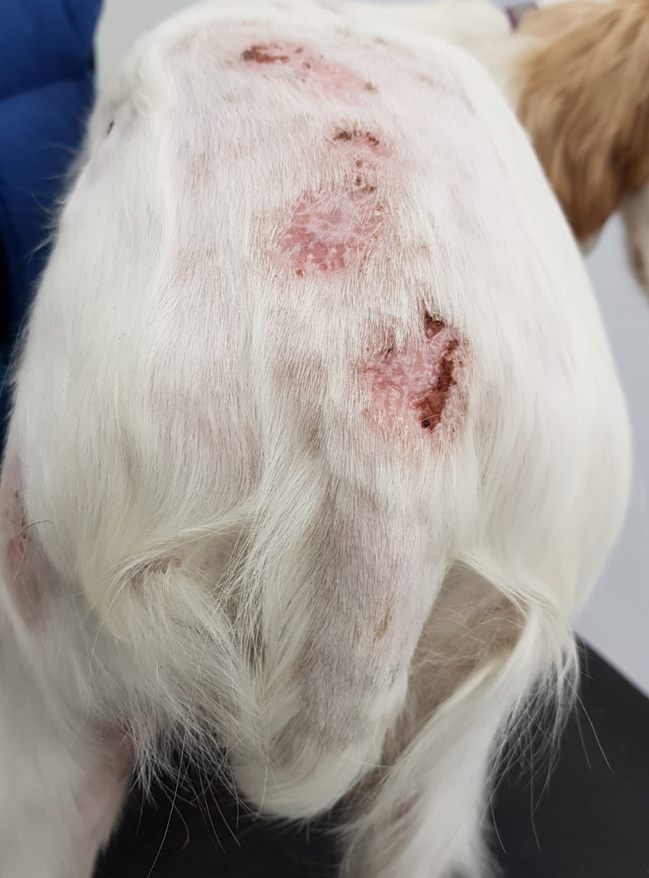 Apparent Sweet’s Syndrome in a dog a steroidresponsive, sterile