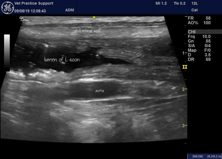 Ultrasound in the diagnosis of acute enterocolitis in dogs and cats