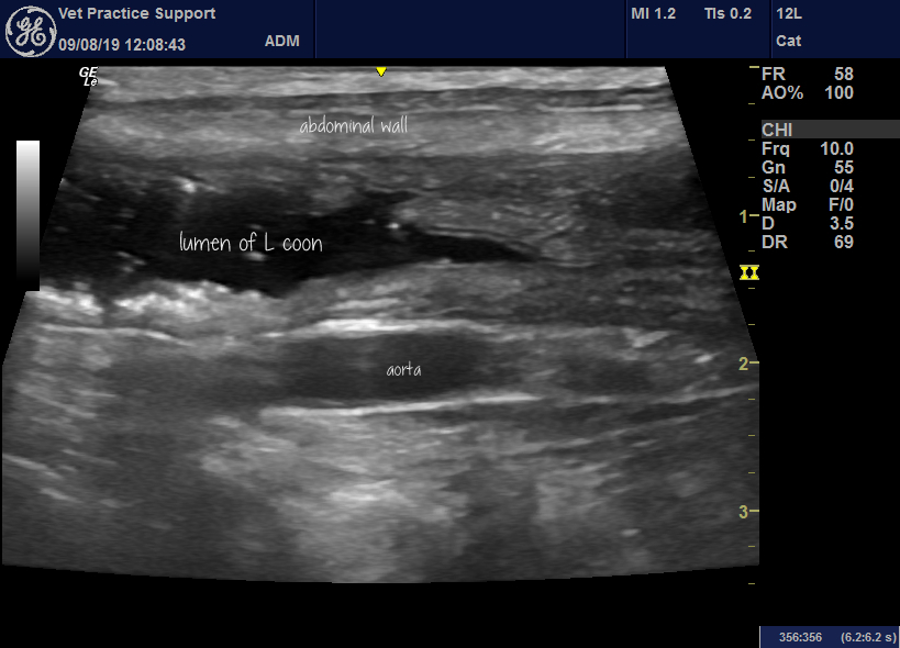 Ultrasound in the diagnosis of acute enterocolitis in dogs