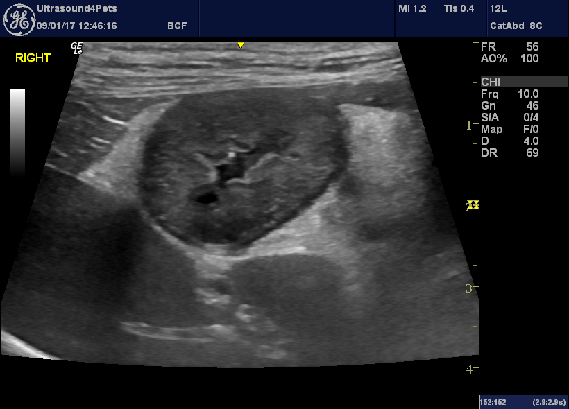 Gastropathy caused by hypoadrenocorticism in dogs Vet Practice Support