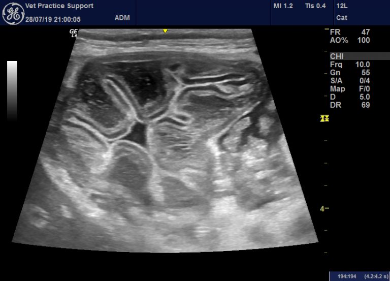 Gastropathy caused by hypoadrenocorticism in dogs Vet Practice Support