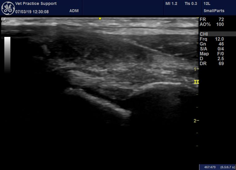 Sonographic features of septic arthritis in the dog Vet Practice Support