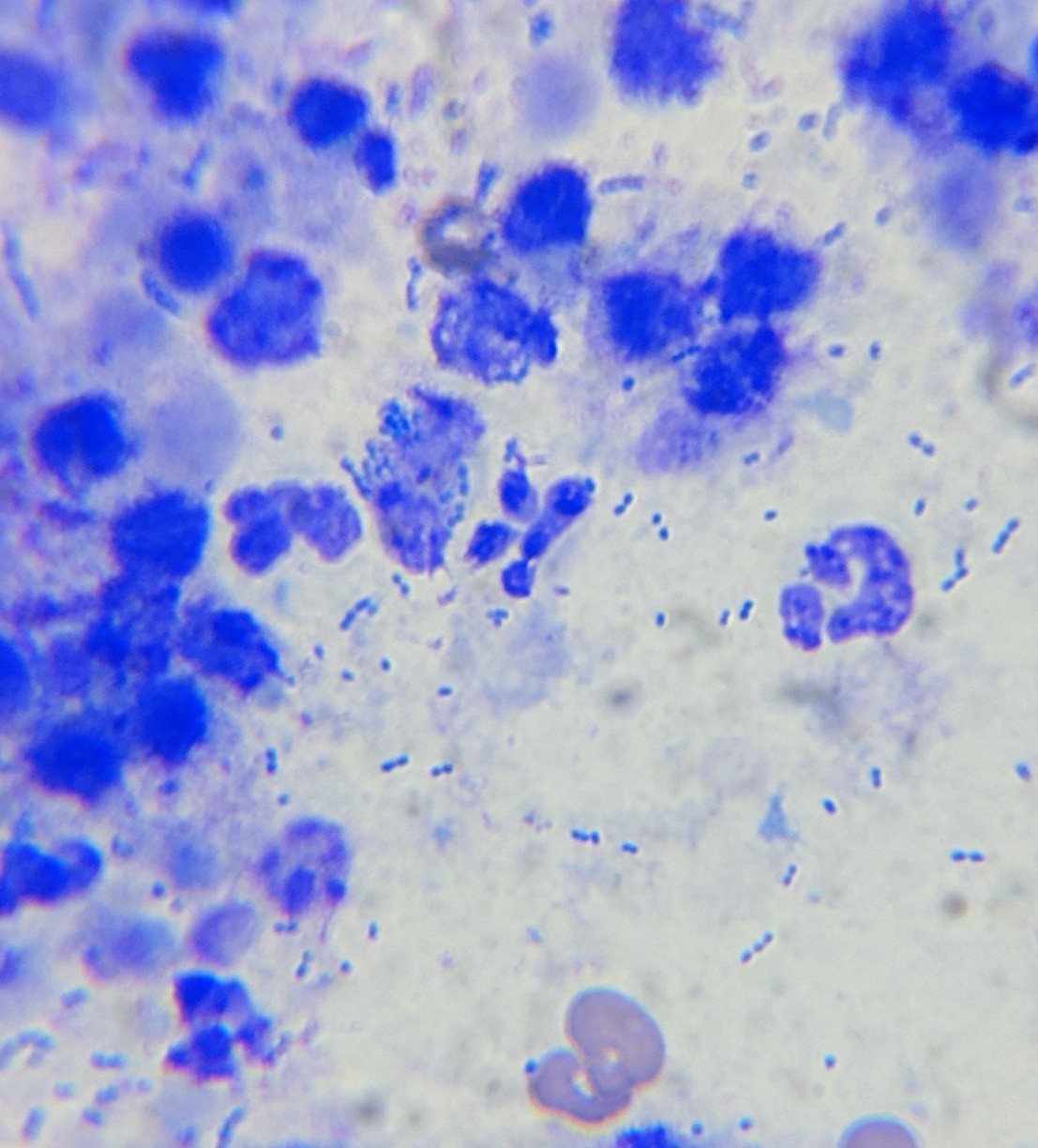 Sonographic features of septic arthritis in the dog Vet Practice Support