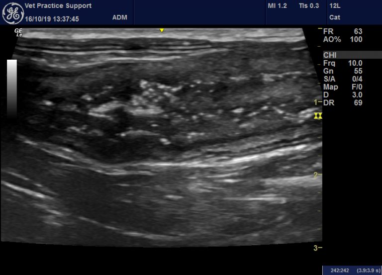 An acute enterocolitis in cats with striking sonographic features is