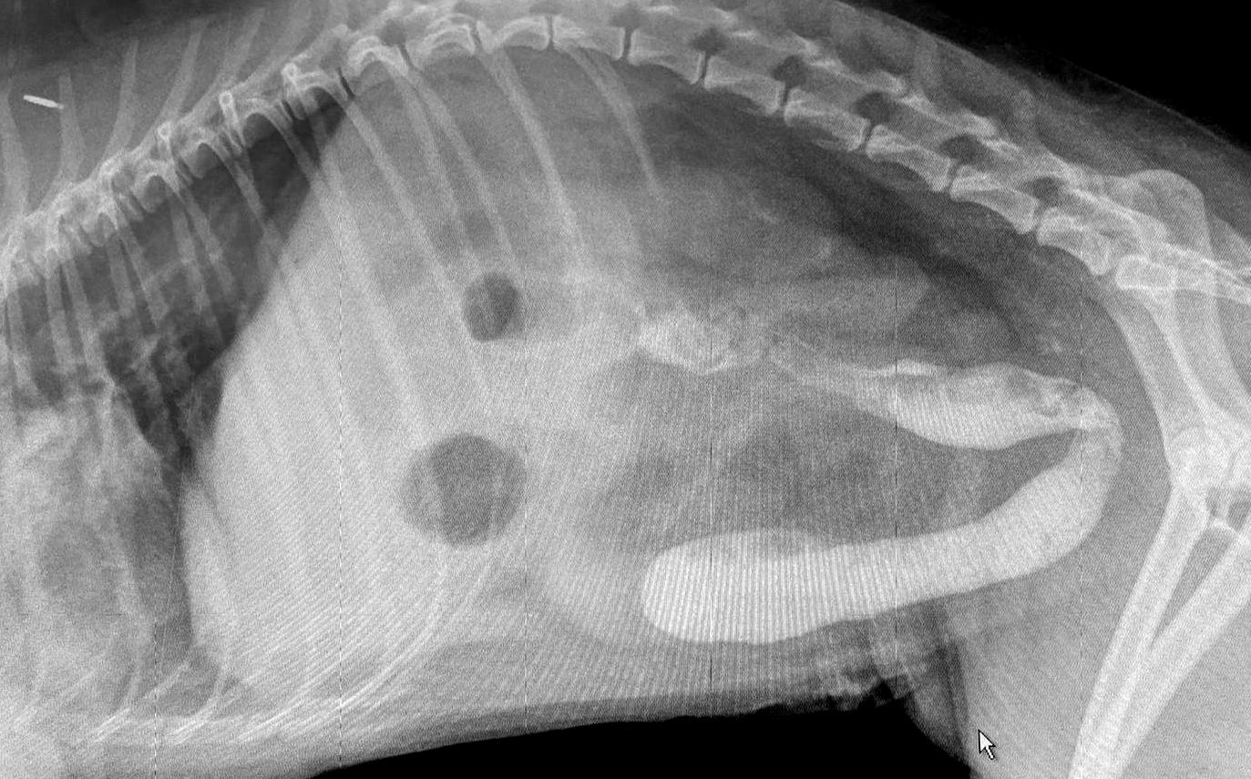 Sand ingestion in three dogs a cause of severe gastroenteritis (even