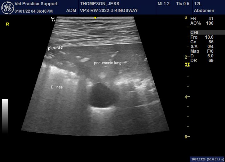 Pneumonia in dogs gastrointestinal presenting signs Vet Practice Support